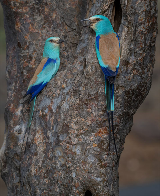 يبدو كمخلوق من عالم خيالي.. سعودي يوثق يبدو كمخلوق من عالم خيالي.. سعودي يوثق