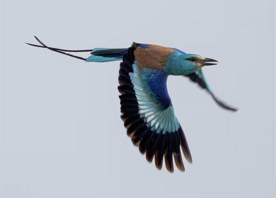 يبدو كمخلوق من عالم خيالي.. سعودي يوثق يبدو كمخلوق من عالم خيالي.. سعودي يوثق