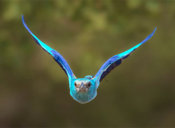 يبدو كمخلوق من عالم خيالي.. سعودي يوثق يبدو كمخلوق من عالم خيالي.. سعودي يوثق