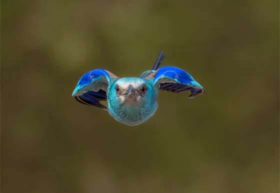 يبدو كمخلوق من عالم خيالي.. سعودي يوثق يبدو كمخلوق من عالم خيالي.. سعودي يوثق