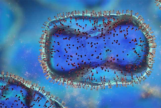 ما الفرق بين جدري القردة وفيروس كورونا.. هل يمكن أن يتحول لجائحة؟ صورة رقم 14