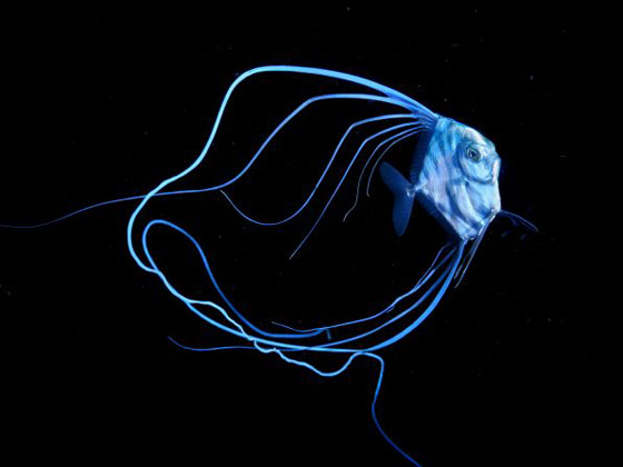 صور مذهلة من الأعماق تعرض صور مذهلة من الأعماق تعرض