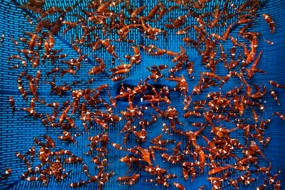 صور مذهلة من الأعماق تعرض صور مذهلة من الأعماق تعرض