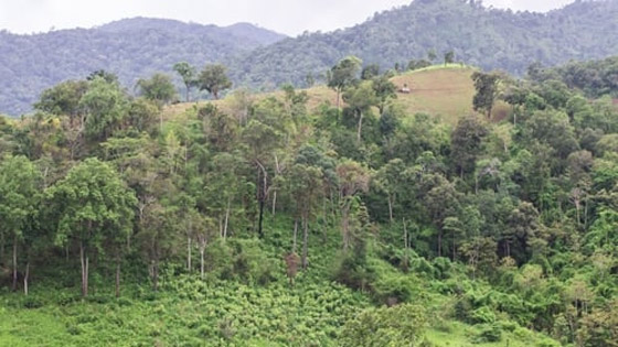 طفل (6 أعوام) تاه 4 أيام بغابة في فيتنام.. وهكذا بقي على قيد الحياة! صور صورة رقم 11