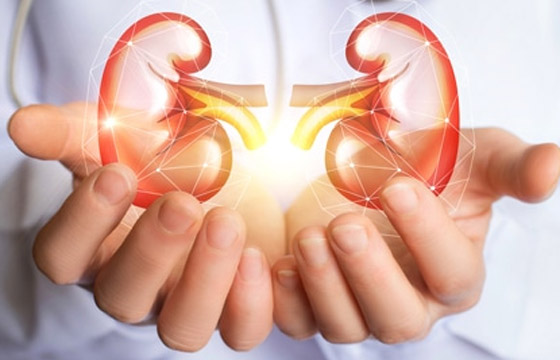 حافظ على الكلى.. 5 أطعمة لتنظيم مستويات الكرياتين صورة رقم 5