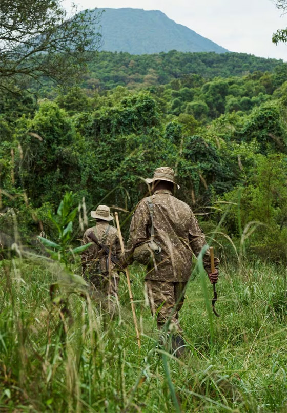800 دولار بالساعة.. ما سبب الكلفة المرتفعة لهذه التجربة السياحية في أوغندا؟ صورة رقم 1