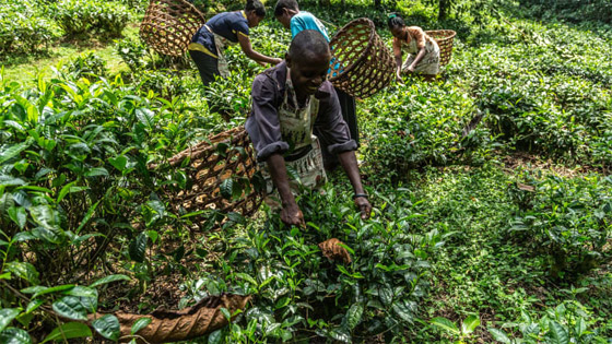 800 دولار بالساعة.. ما سبب الكلفة المرتفعة لهذه التجربة السياحية في أوغندا؟ صورة رقم 5