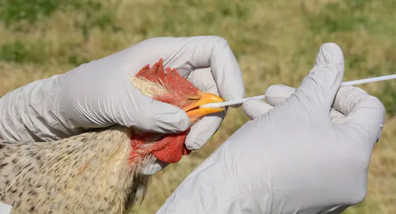 إنفلونزا الطيور تقلق الولايات المتحدة الأمريكية..! صورة رقم 6