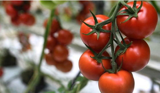 ما تتخدعش فيها.. فواكه وخضراوات فقيرة العناصر الغذائية صورة رقم 6 ما تتخدعش فيها.. فواكه وخضراوات فقيرة العناصر الغذائية صورة رقم 6