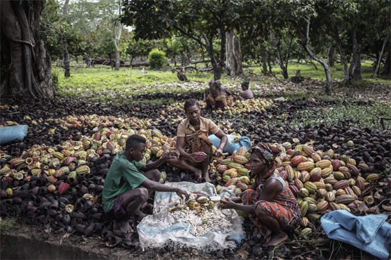 هل تأكل شوكولاتة مصنوعة من الفول؟ قد يكون هذا هو المستقبل! صورة رقم 2 هل تأكل شوكولاتة مصنوعة من الفول؟ قد يكون هذا هو المستقبل! صورة رقم 2