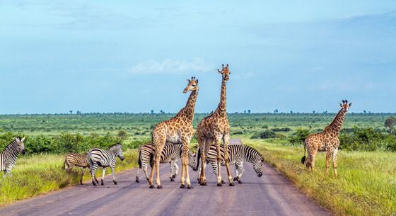 خاص بعشاق المغامرة.. تعرفوا إلى الوجهات الغنية بالحياة البرية صورة رقم 6 خاص بعشاق المغامرة.. تعرفوا إلى الوجهات الغنية بالحياة البرية صورة رقم 6