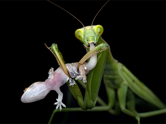 مصورة عُمانية ترصد حشرة سرعوف تفترس سحلية في مشهد نادر صورة رقم 1 مصورة عُمانية ترصد حشرة سرعوف تفترس سحلية في مشهد نادر صورة رقم 1