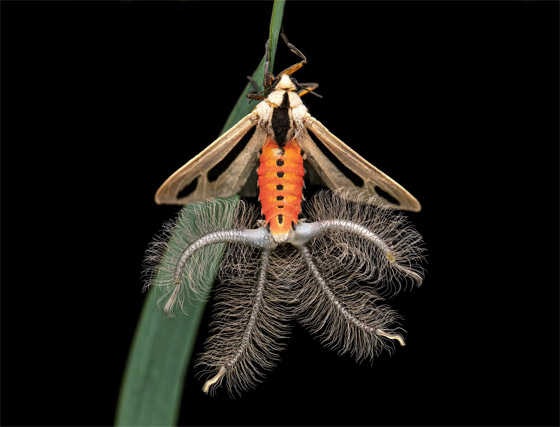 مصورة عُمانية ترصد حشرة سرعوف تفترس سحلية في مشهد نادر صورة رقم 2 مصورة عُمانية ترصد حشرة سرعوف تفترس سحلية في مشهد نادر صورة رقم 2