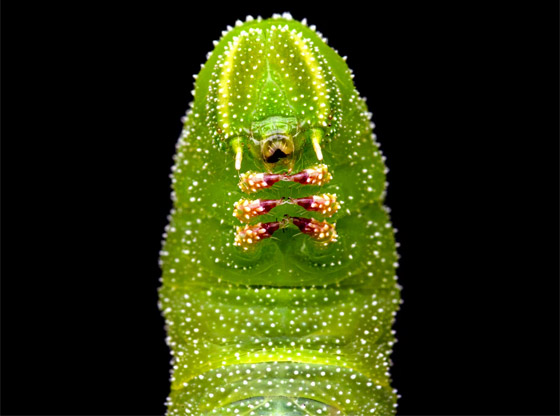 مصورة عُمانية ترصد حشرة سرعوف تفترس سحلية في مشهد نادر صورة رقم 3 مصورة عُمانية ترصد حشرة سرعوف تفترس سحلية في مشهد نادر صورة رقم 3