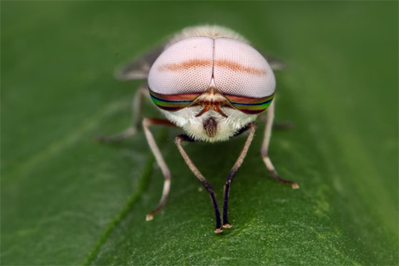 مصورة عُمانية ترصد حشرة سرعوف تفترس سحلية في مشهد نادر صورة رقم 4 مصورة عُمانية ترصد حشرة سرعوف تفترس سحلية في مشهد نادر صورة رقم 4