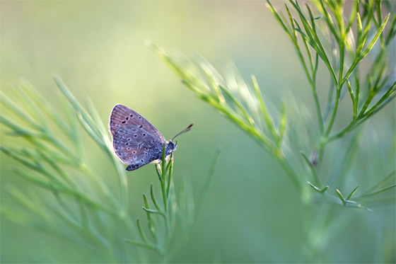 مصورة عُمانية ترصد حشرة سرعوف تفترس سحلية في مشهد نادر صورة رقم 5 مصورة عُمانية ترصد حشرة سرعوف تفترس سحلية في مشهد نادر صورة رقم 5