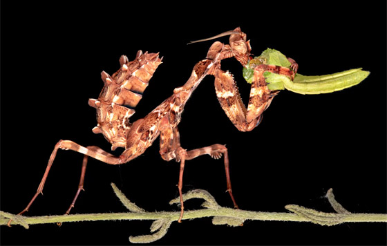 مصورة عُمانية ترصد حشرة سرعوف تفترس سحلية في مشهد نادر صورة رقم 6 مصورة عُمانية ترصد حشرة سرعوف تفترس سحلية في مشهد نادر صورة رقم 6