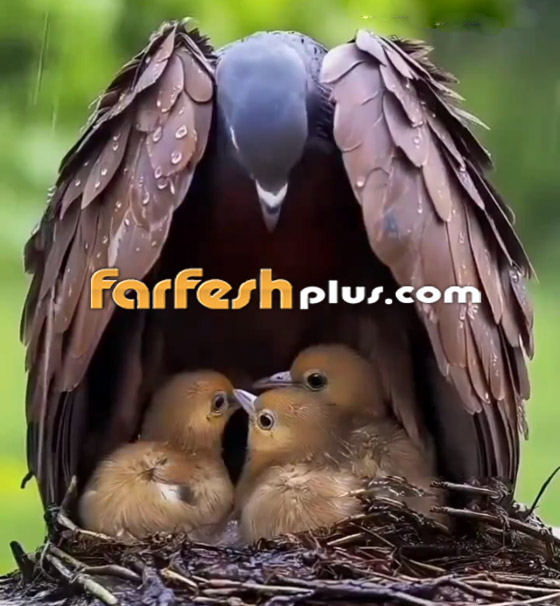 فيديو مدهش: طائر يحول أجنحته إلى مظلة تحمي صغاره من المطر صورة رقم 2 فيديو مدهش: طائر يحول أجنحته إلى مظلة تحمي صغاره من المطر صورة رقم 2