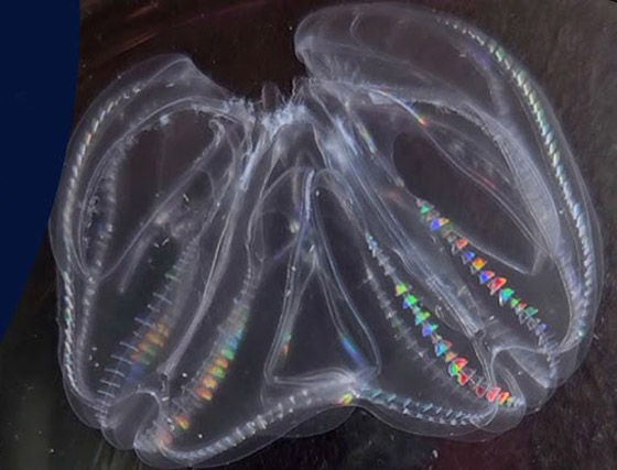 أعجوبة الخلق.. توثيق حالة لقيام قنديلي بحر بالاندماج والتحول لكائن واحد صورة رقم 3 أعجوبة الخلق.. توثيق حالة لقيام قنديلي بحر بالاندماج والتحول لكائن واحد صورة رقم 3