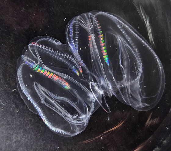 أعجوبة الخلق.. توثيق حالة لقيام قنديلي بحر بالاندماج والتحول لكائن واحد صورة رقم 1 أعجوبة الخلق.. توثيق حالة لقيام قنديلي بحر بالاندماج والتحول لكائن واحد صورة رقم 1