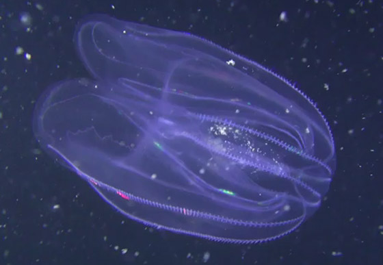 أعجوبة الخلق.. توثيق حالة لقيام قنديلي بحر بالاندماج والتحول لكائن واحد صورة رقم 2 أعجوبة الخلق.. توثيق حالة لقيام قنديلي بحر بالاندماج والتحول لكائن واحد صورة رقم 2