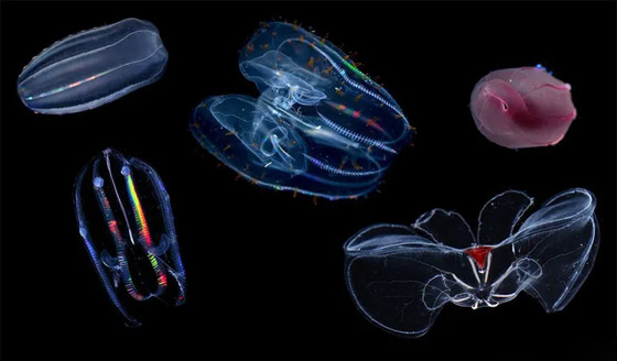 أعجوبة الخلق.. توثيق حالة لقيام قنديلي بحر بالاندماج والتحول لكائن واحد صورة رقم 6 أعجوبة الخلق.. توثيق حالة لقيام قنديلي بحر بالاندماج والتحول لكائن واحد صورة رقم 6