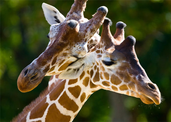 بأوضاع عاطفية.. صور فوتوغرافية تكشف مشاعر حقيقية وصادقة للحيوانات صورة رقم 6 بأوضاع عاطفية.. صور فوتوغرافية تكشف مشاعر حقيقية وصادقة للحيوانات صورة رقم 6