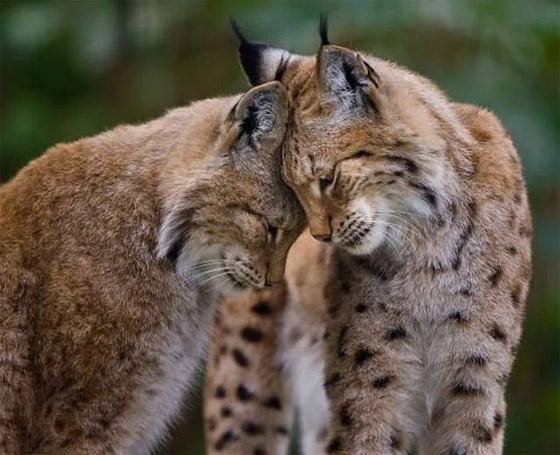 بأوضاع عاطفية.. صور فوتوغرافية تكشف مشاعر حقيقية وصادقة للحيوانات صورة رقم 7 بأوضاع عاطفية.. صور فوتوغرافية تكشف مشاعر حقيقية وصادقة للحيوانات صورة رقم 7