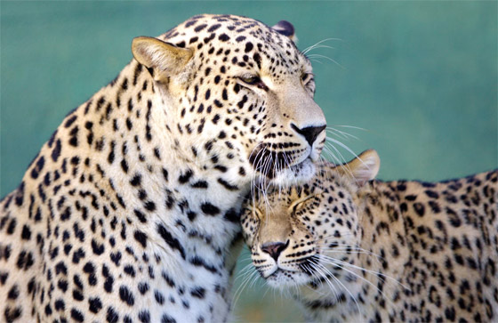 بأوضاع عاطفية.. صور فوتوغرافية تكشف مشاعر حقيقية وصادقة للحيوانات صورة رقم 8 بأوضاع عاطفية.. صور فوتوغرافية تكشف مشاعر حقيقية وصادقة للحيوانات صورة رقم 8