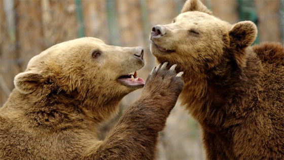 بأوضاع عاطفية.. صور فوتوغرافية تكشف مشاعر حقيقية وصادقة للحيوانات صورة رقم 1 بأوضاع عاطفية.. صور فوتوغرافية تكشف مشاعر حقيقية وصادقة للحيوانات صورة رقم 1