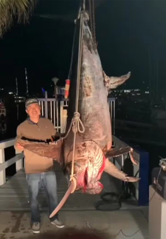 رجل يسجل رقما قياسيا باصطياد أضخم سمكة أبو سيف.. فيديو صورة رقم 2 رجل يسجل رقما قياسيا باصطياد أضخم سمكة أبو سيف.. فيديو صورة رقم 2