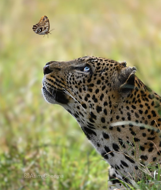 لقطة ساحرة بين فهد وفراشة تأسر القلوب.. ما حقيقتها؟ صورة رقم 1 لقطة ساحرة بين فهد وفراشة تأسر القلوب.. ما حقيقتها؟ صورة رقم 1