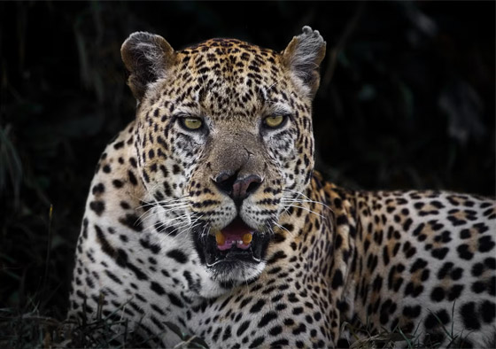 لقطة ساحرة بين فهد وفراشة تأسر القلوب.. ما حقيقتها؟ صورة رقم 2 لقطة ساحرة بين فهد وفراشة تأسر القلوب.. ما حقيقتها؟ صورة رقم 2