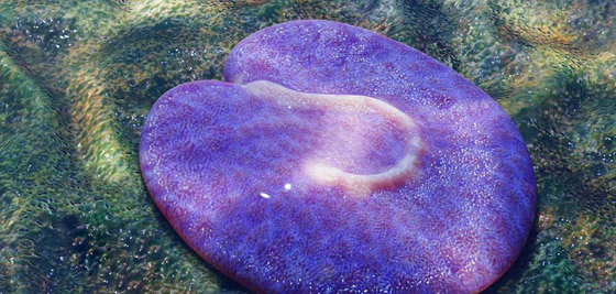 يمتلك خلية واحدة.. اكتشاف كائن غريب يُعتبر من أقدم الحيوانات على كوكب الأرض صورة رقم 1 يمتلك خلية واحدة.. اكتشاف كائن غريب يُعتبر من أقدم الحيوانات على كوكب الأرض صورة رقم 1