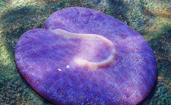 يمتلك خلية واحدة.. اكتشاف كائن غريب يُعتبر من أقدم الحيوانات على كوكب الأرض صورة رقم 4 يمتلك خلية واحدة.. اكتشاف كائن غريب يُعتبر من أقدم الحيوانات على كوكب الأرض صورة رقم 4