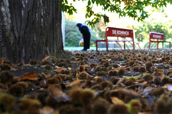 الخريف يلون العالم بـ الخريف يلون العالم بـ