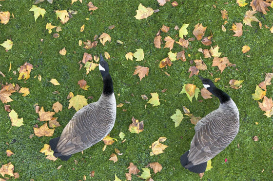 الخريف يلون العالم بـ الخريف يلون العالم بـ