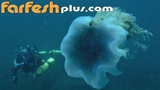 ظهور أكبر قنديل بحر في العالم في مدينة روسية.. فيديو صورة رقم 1 ظهور أكبر قنديل بحر في العالم في مدينة روسية.. فيديو صورة رقم 1