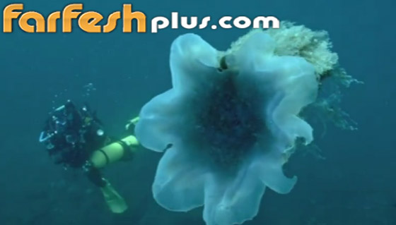 ظهور أكبر قنديل بحر في العالم في مدينة روسية.. فيديو صورة رقم 2 ظهور أكبر قنديل بحر في العالم في مدينة روسية.. فيديو صورة رقم 2