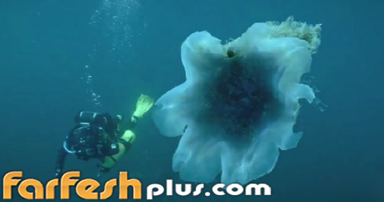 ظهور أكبر قنديل بحر في العالم في مدينة روسية.. فيديو صورة رقم 3 ظهور أكبر قنديل بحر في العالم في مدينة روسية.. فيديو صورة رقم 3