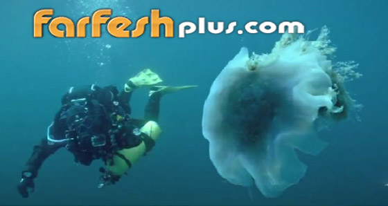 ظهور أكبر قنديل بحر في العالم في مدينة روسية.. فيديو صورة رقم 4 ظهور أكبر قنديل بحر في العالم في مدينة روسية.. فيديو صورة رقم 4