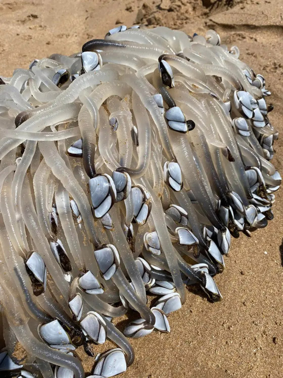 مخلوق غريب يظهر في أستراليا.. والسكان يعتقدون أنه كائن فضائي صورة رقم 3 مخلوق غريب يظهر في أستراليا.. والسكان يعتقدون أنه كائن فضائي صورة رقم 3