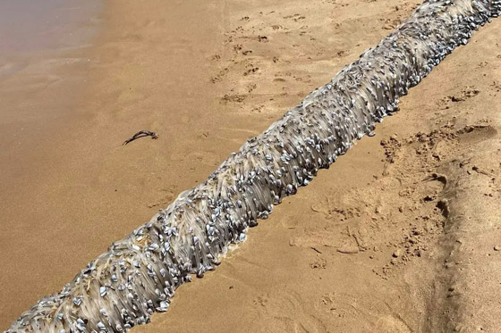 مخلوق غريب يظهر في أستراليا.. والسكان يعتقدون أنه كائن فضائي صورة رقم 4 مخلوق غريب يظهر في أستراليا.. والسكان يعتقدون أنه كائن فضائي صورة رقم 4