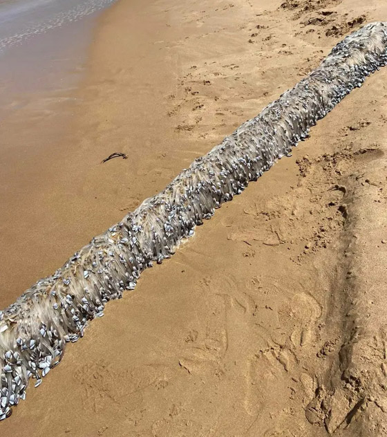 مخلوق غريب يظهر في أستراليا.. والسكان يعتقدون أنه كائن فضائي صورة رقم 2 مخلوق غريب يظهر في أستراليا.. والسكان يعتقدون أنه كائن فضائي صورة رقم 2