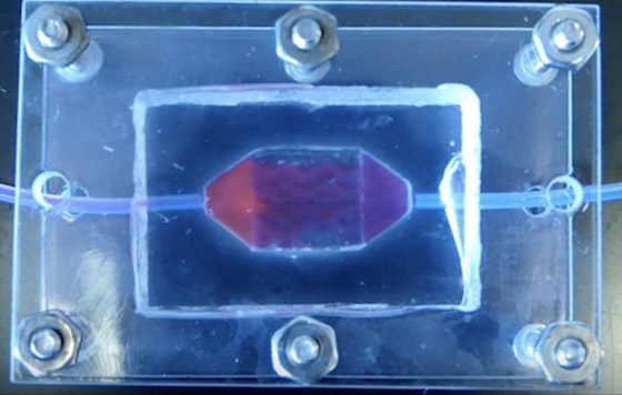 لزراعتها للإنسان بالأرض.. تطوير أنسجة كبد في الفضاء صورة رقم 2 لزراعتها للإنسان بالأرض.. تطوير أنسجة كبد في الفضاء صورة رقم 2