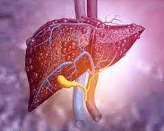 لزراعتها للإنسان بالأرض.. تطوير أنسجة كبد في الفضاء صورة رقم 4 لزراعتها للإنسان بالأرض.. تطوير أنسجة كبد في الفضاء صورة رقم 4