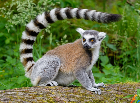 فيديو: مخلوق غامض يبث الرعب في قلوب سكان فيرجينيا الأمريكية صورة رقم 5 فيديو: مخلوق غامض يبث الرعب في قلوب سكان فيرجينيا الأمريكية صورة رقم 5