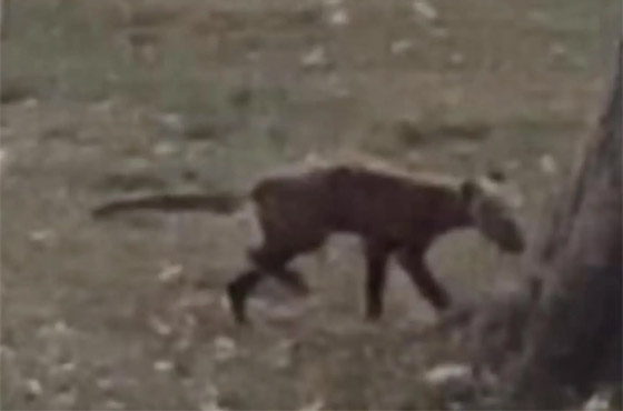 فيديو: مخلوق غامض يبث الرعب في قلوب سكان فيرجينيا الأمريكية صورة رقم 2 فيديو: مخلوق غامض يبث الرعب في قلوب سكان فيرجينيا الأمريكية صورة رقم 2