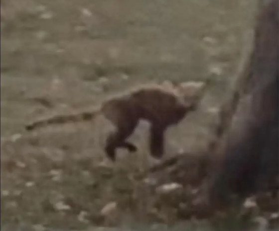 فيديو: مخلوق غامض يبث الرعب في قلوب سكان فيرجينيا الأمريكية صورة رقم 3 فيديو: مخلوق غامض يبث الرعب في قلوب سكان فيرجينيا الأمريكية صورة رقم 3