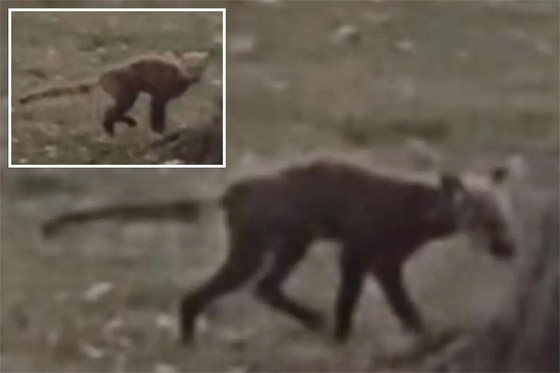 فيديو: مخلوق غامض يبث الرعب في قلوب سكان فيرجينيا الأمريكية صورة رقم 1 فيديو: مخلوق غامض يبث الرعب في قلوب سكان فيرجينيا الأمريكية صورة رقم 1